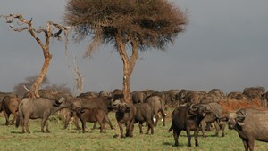 Serengeti Ndutu Plains 3.jpg