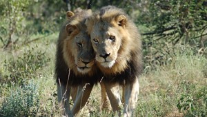z23 Mohlabetsi male lion.jpg