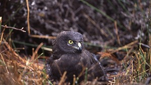 Black Harrier - incubating on nest.jpg